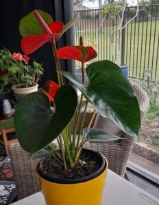 Anthurium 1